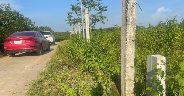 Xuất hiện tình trạng F0 âm thầm xả hàng dưới giá vốn?