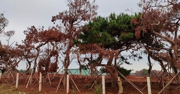 Gia Lai thu hồi chủ trương nghiên cứu, khảo sát, lập quy hoạch 4 dự án của FLC