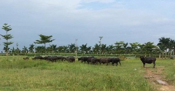 Hà Nội công khai danh sách xử lý 27 dự án "ôm đất" chậm triển khai